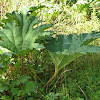 Rhubarb