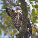 Javan Hawk - Eagle