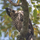 Javan Hawk - Eagle