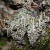 Bekermos (cladonia fimbriata)