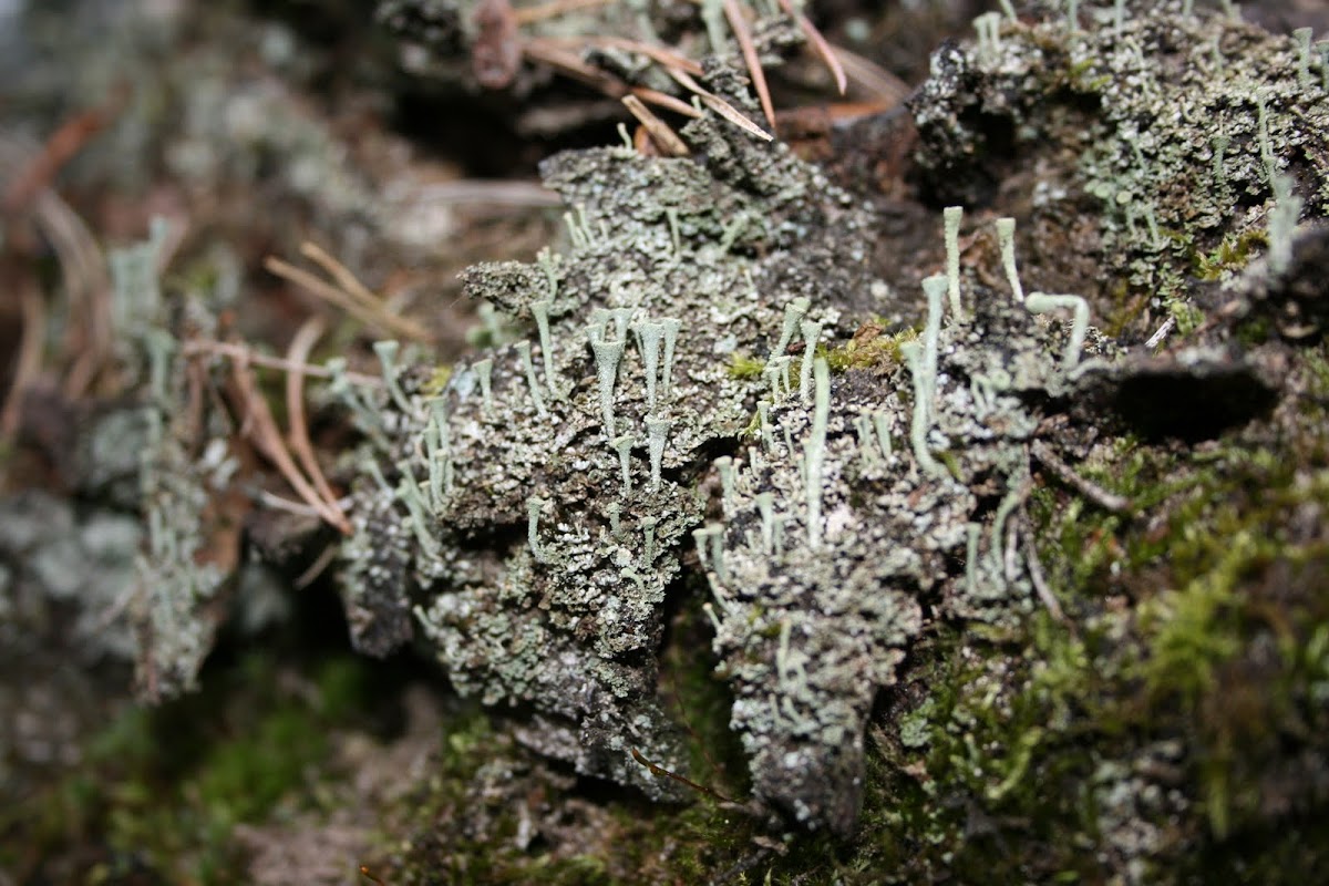 Bekermos (cladonia fimbriata)