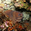 Brown eel mooray