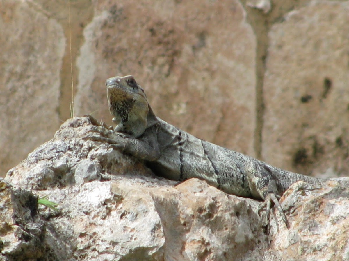 Black spinytail iguana