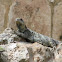 Black spinytail iguana
