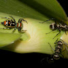Jumping Spider & Golden-tailed Spiny Ants