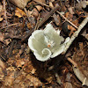 Russula