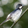 Lined Seedeater