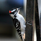 Downy Woodpecker