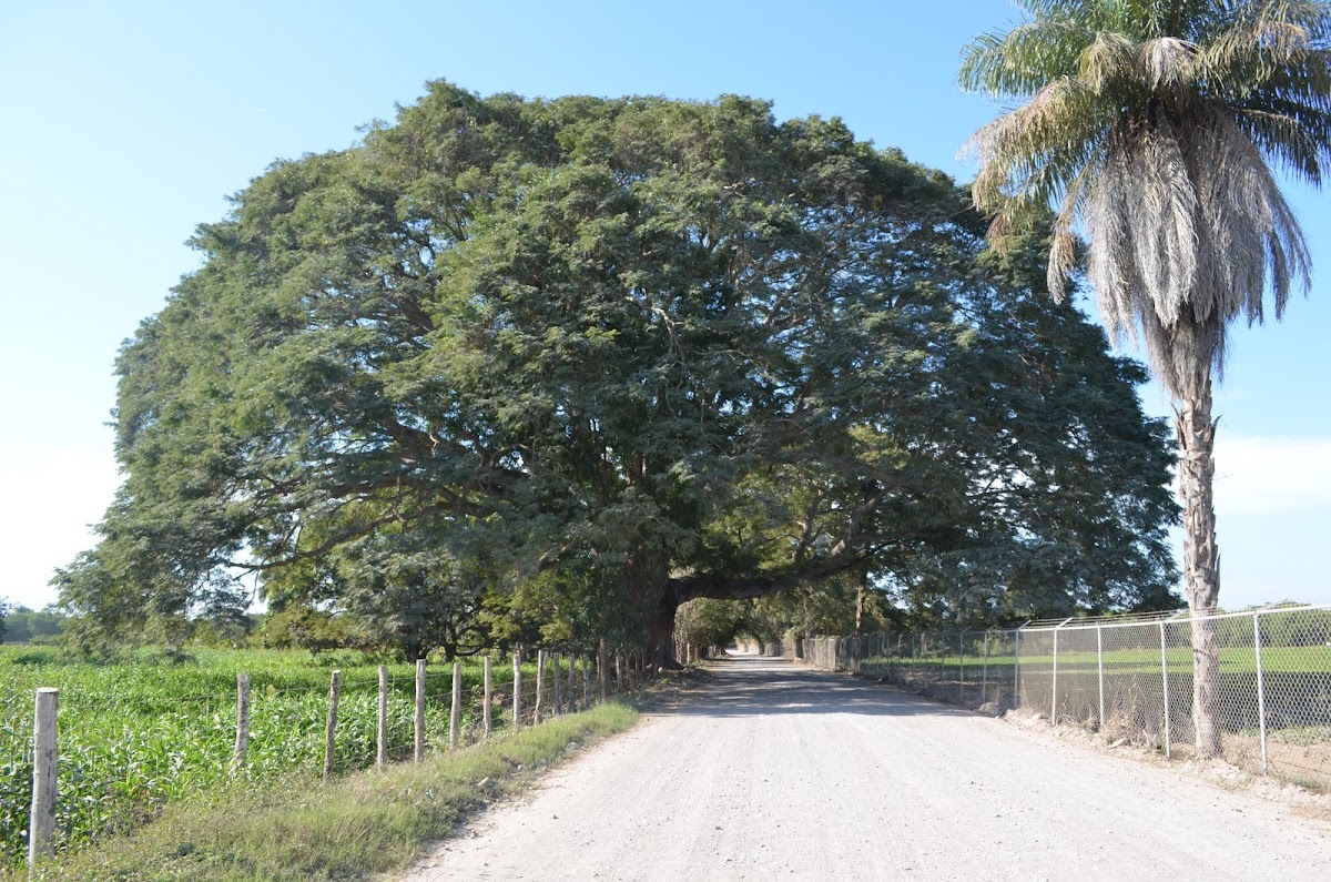 Parota Tree