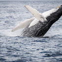 Humpback Whale (Habenero's Calf)