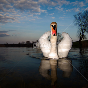 Swan VII by Zoran Rudec - Animals Birds