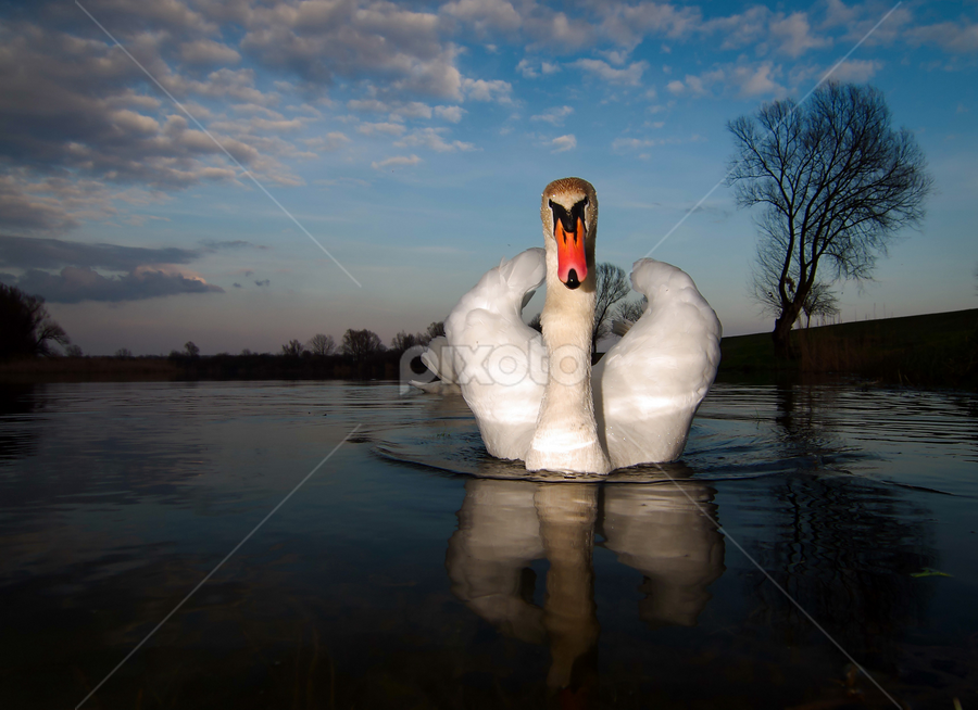 Swan VII by Zoran Rudec - Animals Birds