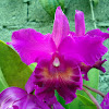 Cattleya Lawrenceana Orchid