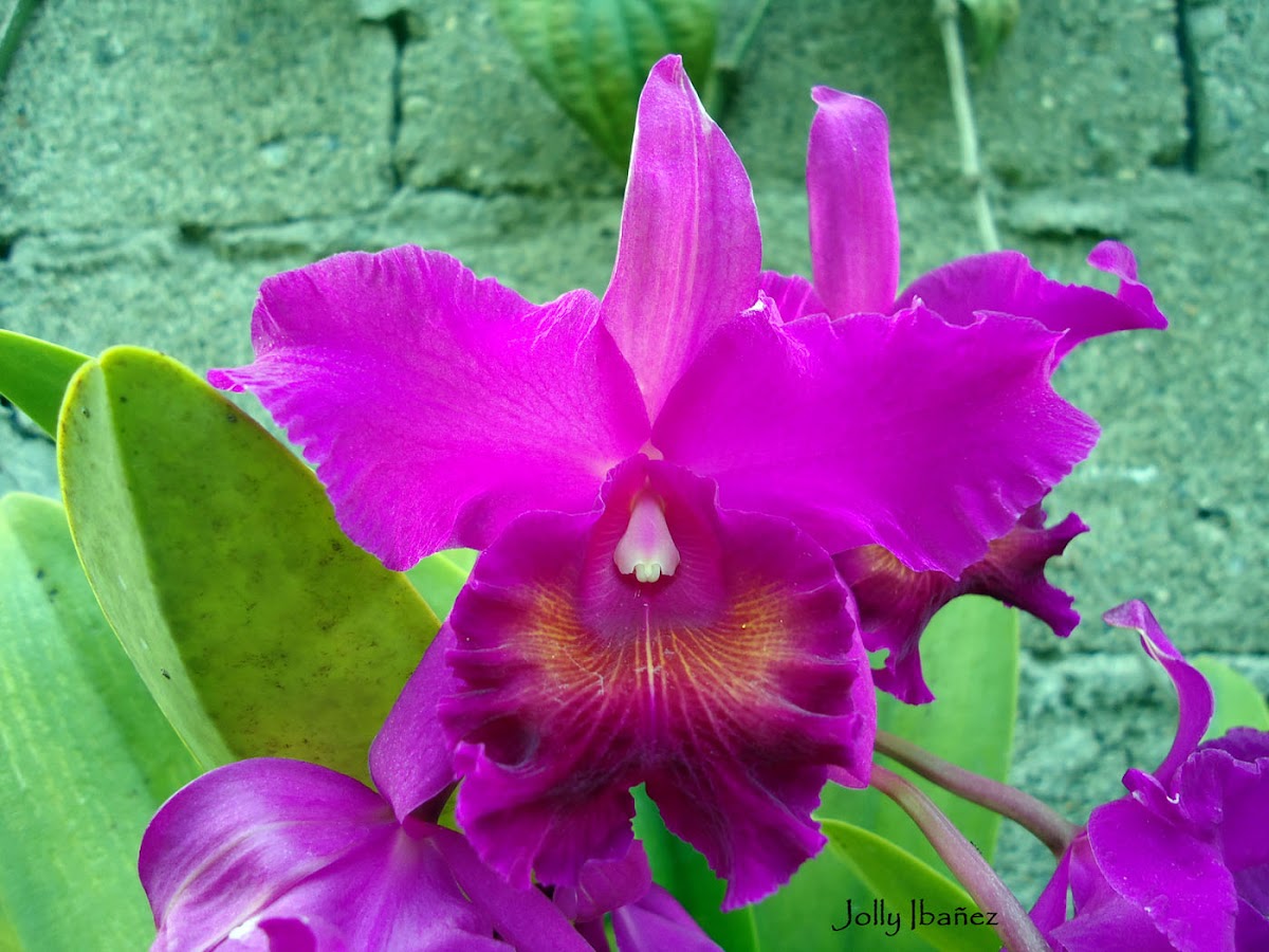 Cattleya Lawrenceana Orchid