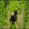 Bobolink