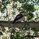 Laughing Kookaburra