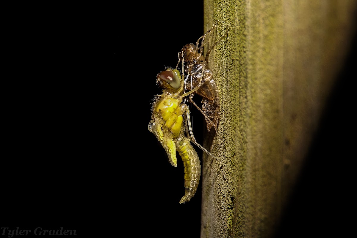 Dragonfly (metamorphosis)