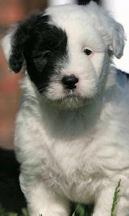 Sheepdog Wallpapers Screenshots 3