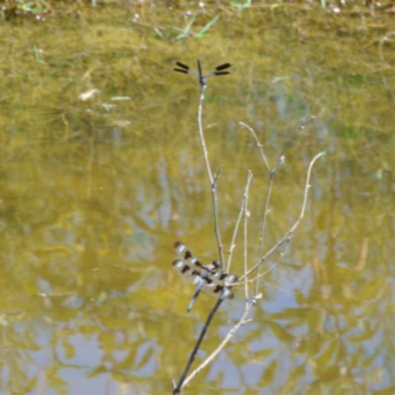Twelve-spotted Skimmer and Common Whitetail