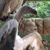 White-back Vulture