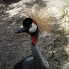 East African Crowned Crane