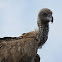 White-backed vulture