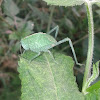 Green Katydid