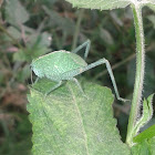 Green Katydid