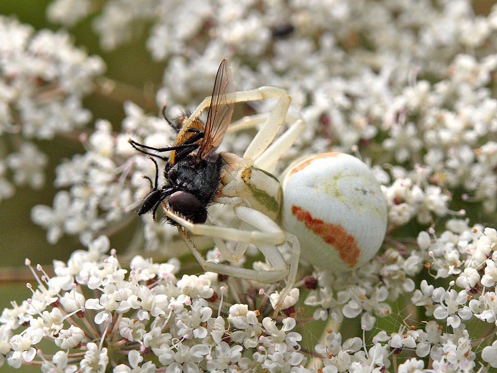 Araña cangrejo (Flower crab spider)