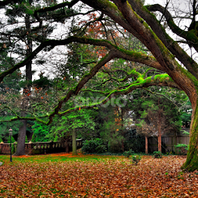 Mossy tree by Christopher John - Landscapes Forests