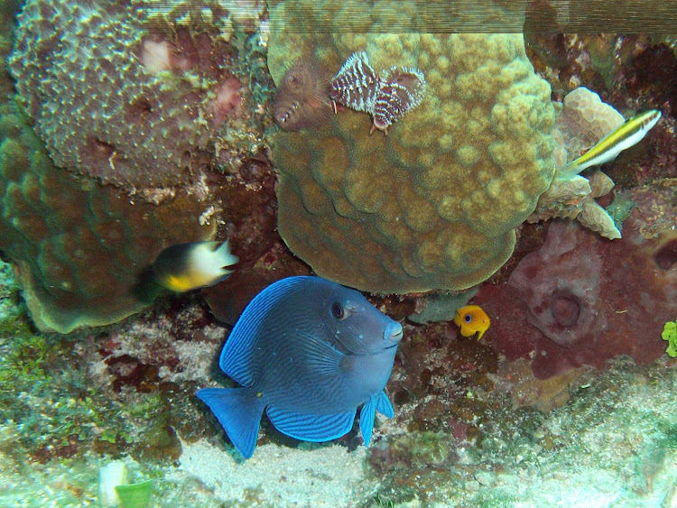 While scuba diving, you and your dive buddy can explore beautiful reefs near Cozumel.