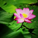 Lotus Flowers Backgrounds