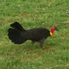 Australian Brushturkey