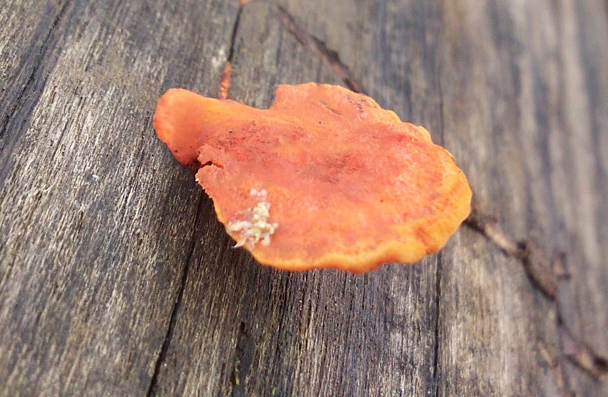 Cinnabar polypore