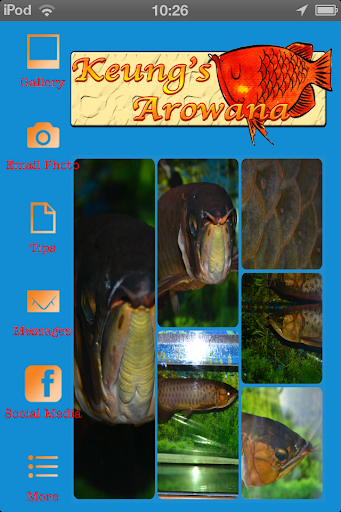 Keung's Arowana