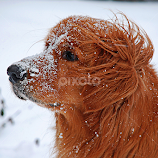 My Boy Noah by Laura Retyi -  