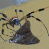 Golden Silk Orbweaver Spider