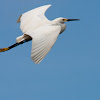 Snowy Egret