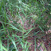 Savannah Milkweed