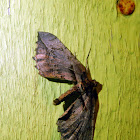 Polilla / Moth
