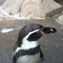 Humboldt Penguin