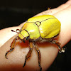 Goldsmith Beetle
