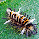 milkweed tussock moth caterpillar