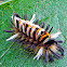 milkweed tussock moth caterpillar