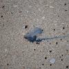 Portuguese Man O' War