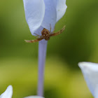 African Mask Crab Spider