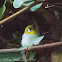 Black-capped White-eye