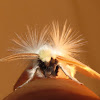 White Flannel Moth