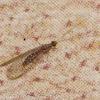 Brown Lacewing