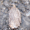 Speckled Acleris